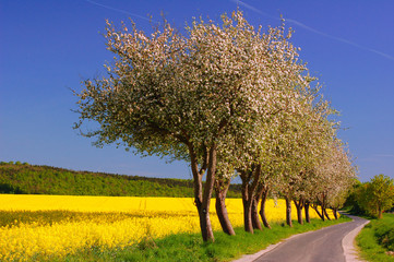 Apfelb&auml;ume vor Rapsfeld und blauem Himmel
