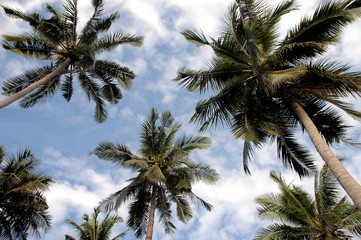 Fototapeta na wymiar palm trees