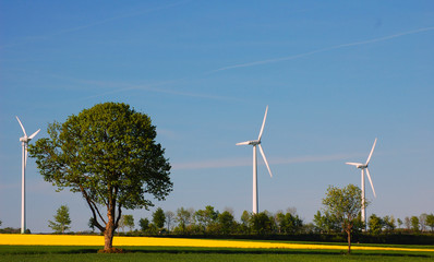 Baum vor Windr&auml;dern