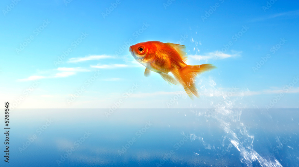 Wall mural goldfish jumping out of the water