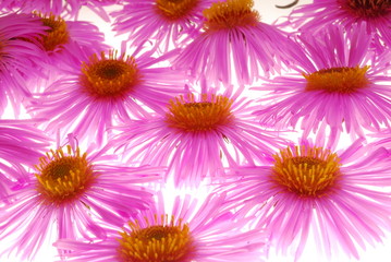 Fototapeta premium pink asters on light box