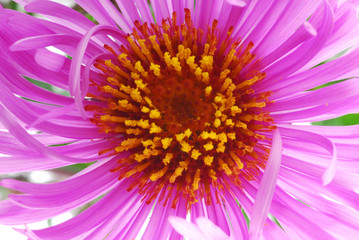 Fototapeta premium pink aster flower