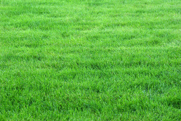 Obraz premium lawn 