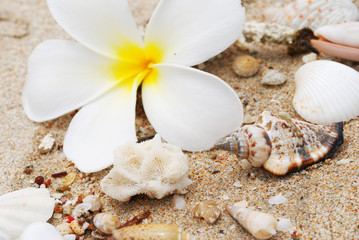 Shells in the beach sand