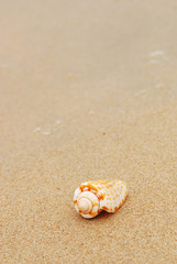 Fototapeta na wymiar Shell in the beach sand