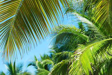 Palm leaves against blue sky