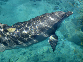Delphin