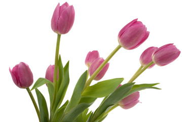 Naklejka premium Beautiful tulips