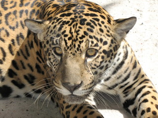 Der Jaguar (Panthera onca) ist die einzige auf dem amerikanischen Doppelkontinent vorkommende Art...