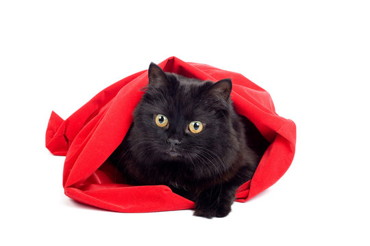 cute black cat sitting in a red bag isolated on white