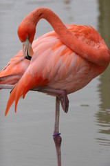 BIRD CLEANING FEATHERS