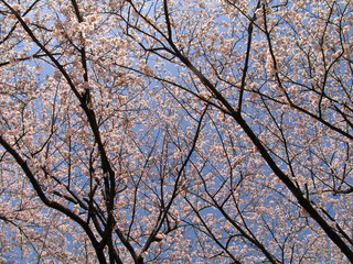 Sakura trees in blossom at spring time