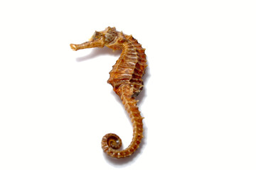 Sea horse