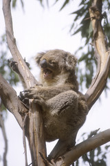 koala