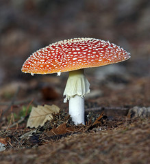 Fly agaric fruit body