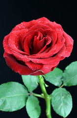 A bright red valentine rose with dew drops