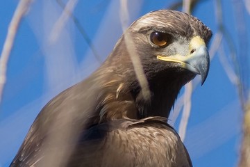 Eagle Portrait