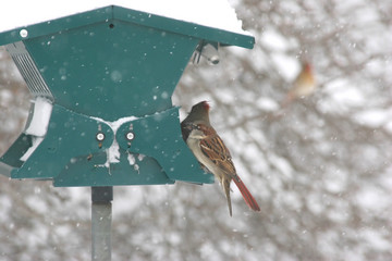 Birds on a Feeder in a Snow Storm