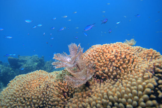 Fototapeta Underwater Coral reef scene 