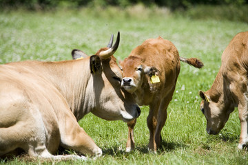 calf and cow