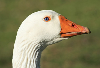 Goose's head
