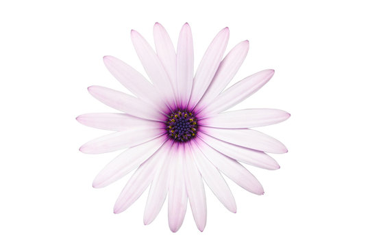 Pink African Daisy