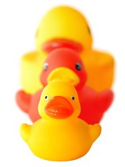 Isolated shot of three rubber ducks, focus on front duck.