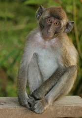 Monkey3