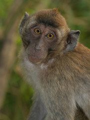 Monkey4