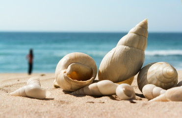 vacances d'ete, coquillages sur la plage