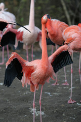 Pink flamingo in a zoo of Berlin