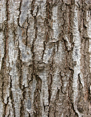 Obraz premium Ecorce