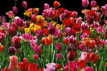 Fototapeta premium Tulpen 15