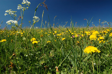 Blumenwiese 1