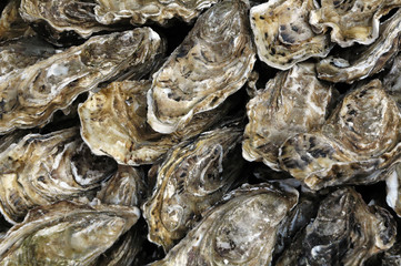 huitres