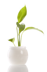 Cosmetics phyto cream on the white background