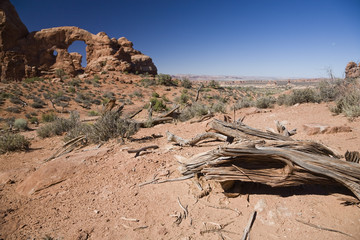 Stump and Turret Arch © maranso