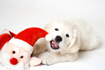 puppy eating santa