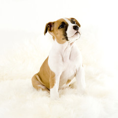 puppy look up