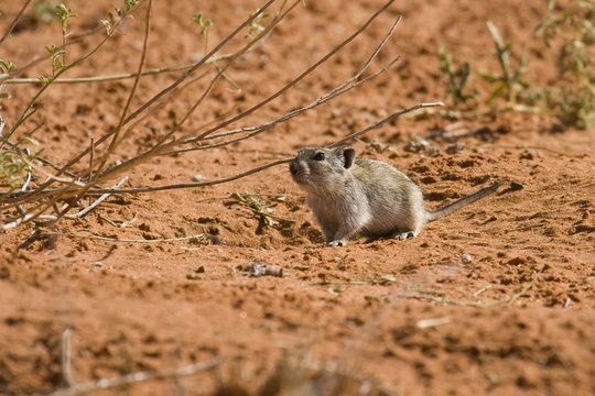 Desert pygmy mouse foraging for food in the Kalahari