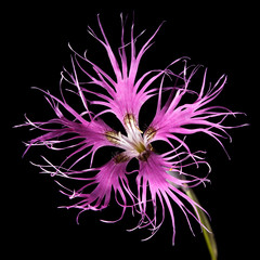Siberian wild flower Dianthus superbus flower ondark background.