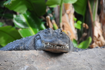aligartor