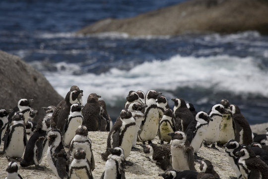 many Penguins in South Africa Boulders bay