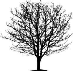 Fototapeta na wymiar Vector tree