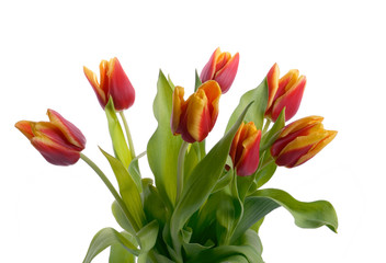 Tulips isolated on white background