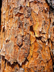 wood skin