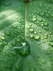 Gouttes d'eau sur feuille verte