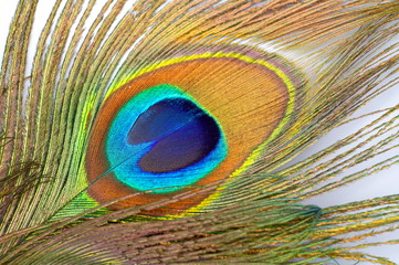 detail of peacock feather as colorful background