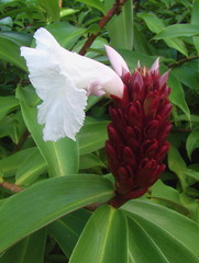 Canne d’eau ou Costus © JYF