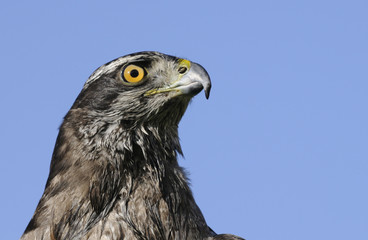 Goshawk closeup in a blue sky